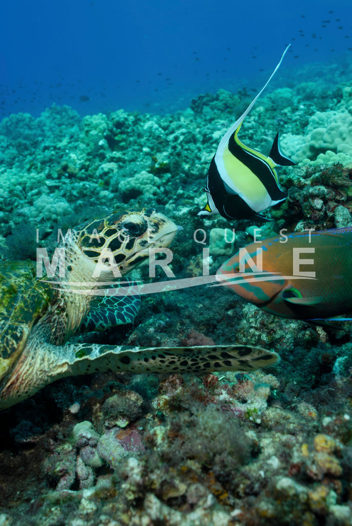 Hawksbill Turtle Image Quest Marine