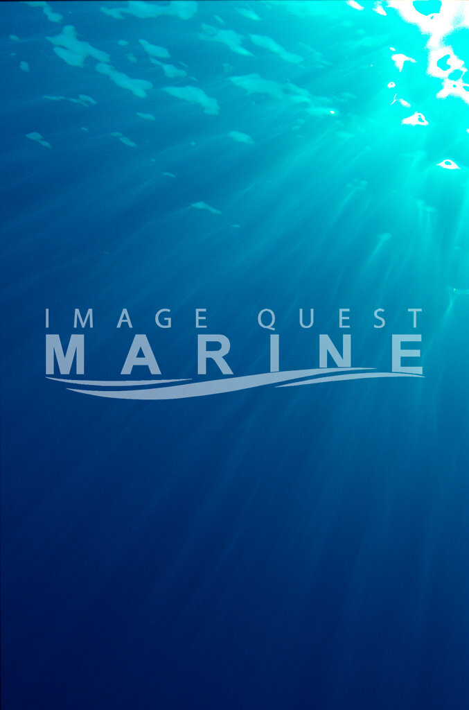 Water - Image Quest Marine