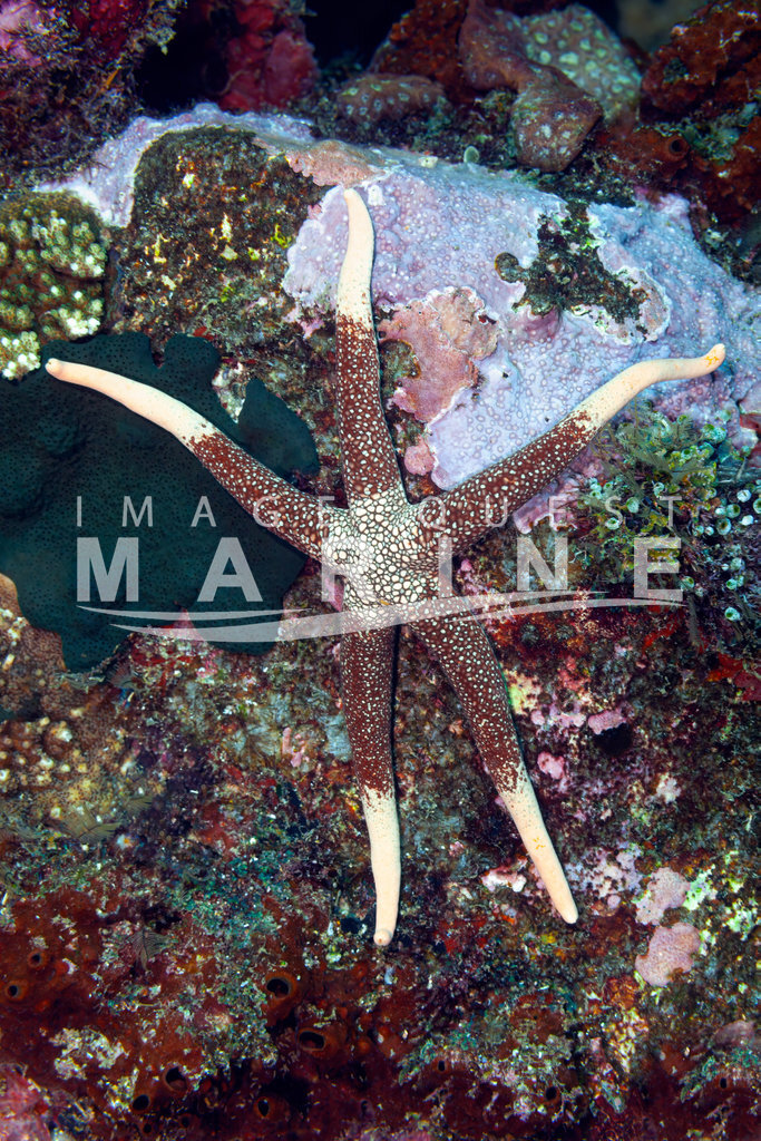 Starfish ( Nardoa novaecaledoniae ) - Image Quest Marine