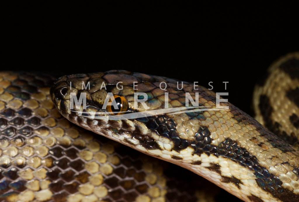 Spotted Python - Image Quest Marine