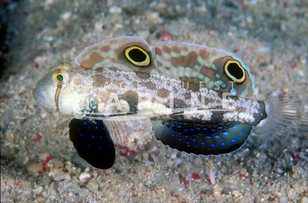 Twinspot Goby - Image Quest Marine